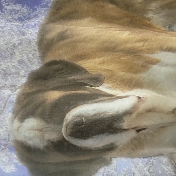 Women's Saint Bernard T-Shirt - Picture 4 of 8